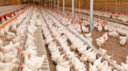 Минсельхоз информирует об утверждении перечня проектов развития птицеводства