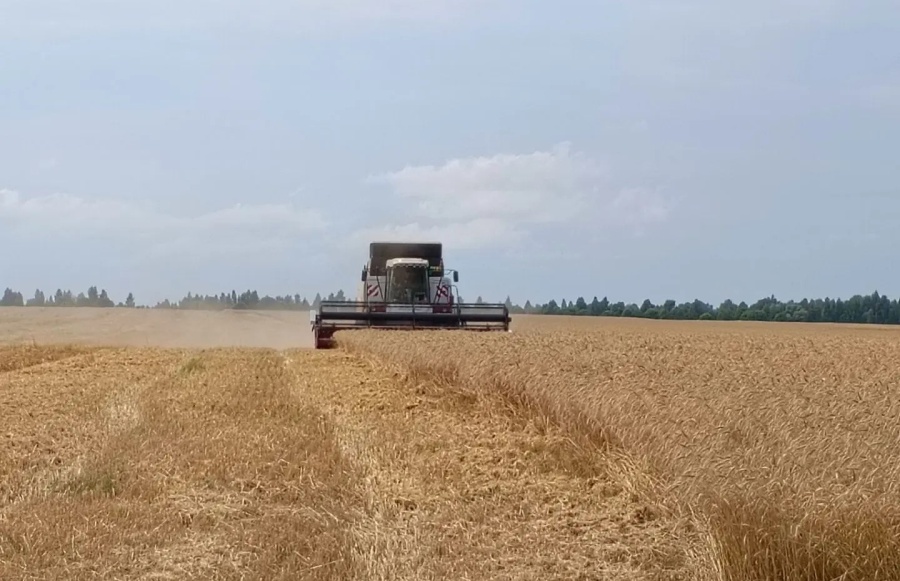 Уборочная кампания стартовала в Нижегородской области В 16 округах региона приступили к уборке озимой пшеницы