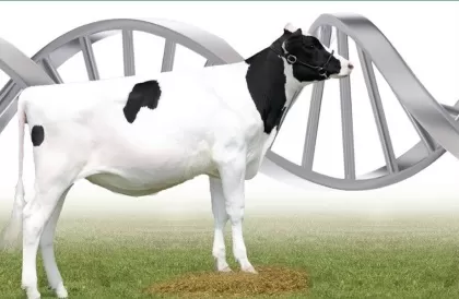 Минсельхоз объявляет об отборе проектов по развитию геномной селекции в области племенного животноводства