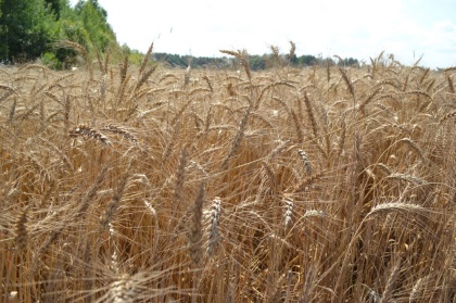 Глеб Никитин: «Для климатической зоны, где мы находимся, подотрасли сельского хозяйства показывают очень серьезные результаты»
