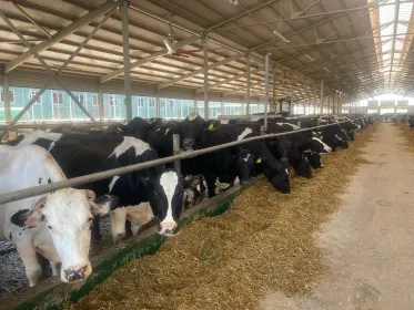 Минсельхоз информирует о начале приема документов для предоставления субсидии на возмещение части затрат на развитие молочного скотоводства