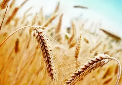 Минсельхоз информирует о подведении итогов на предоставление субсидии на возмещение части затрат сельскохозяйственных товаропроизводителей на уплату страховых премий, начисленных по договорам сельскохозяйственного страхования