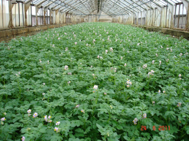 Минсельхоз информирует об утверждении перечня проектов по развитию производства мини-клубней картофеля, прошедших отбор 