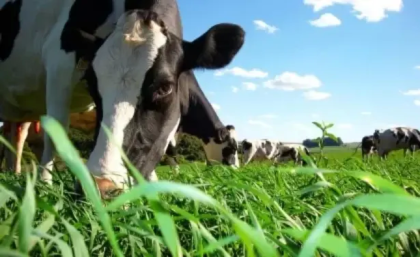  Минсельхоз объявляет отбор получателей субсидии на возмещение части затрат на развитие молочного скотоводства