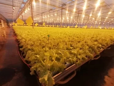 Минсельхоз информирует о проведении отбора проектов развития тепличных предприятий