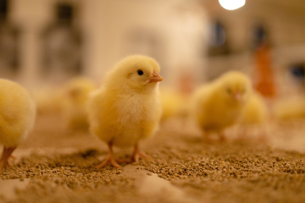 Птичники_Павлово фото предприятия (4).jpg