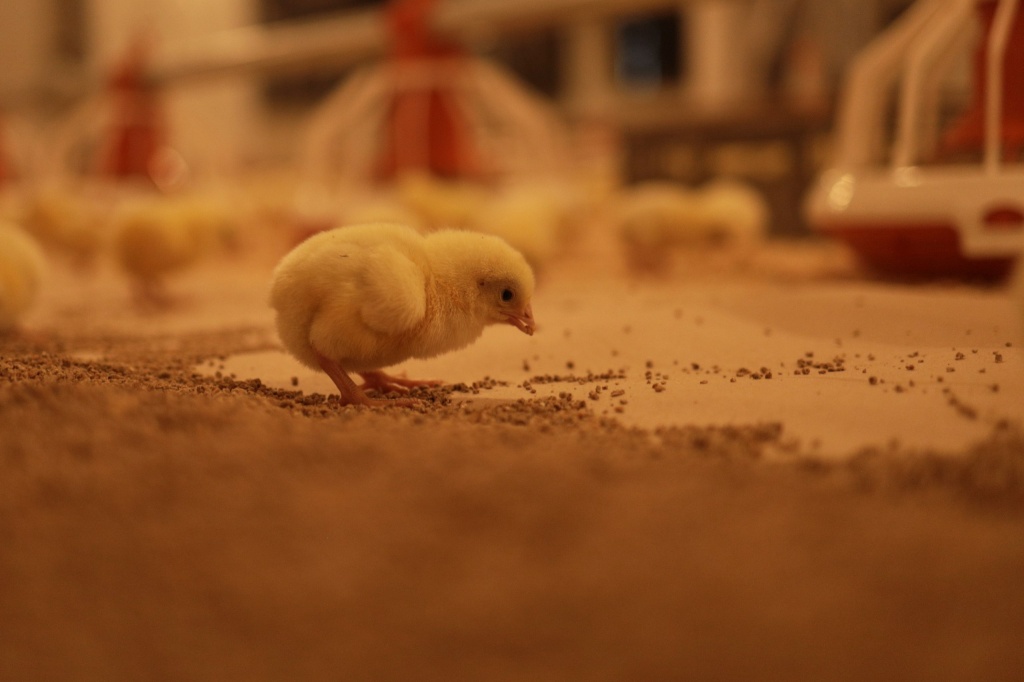 Птичники_Павлово фото предприятия (3).jpg