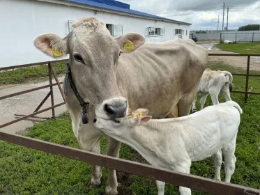 Пятнадцать племенных хозяйств Нижегородской области принимают участие в федеральном проекте по геномной селекции