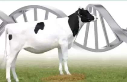 Минсельхоз информирует о начале отбора проектов по развитию геномной селекции в области племенного животноводства 