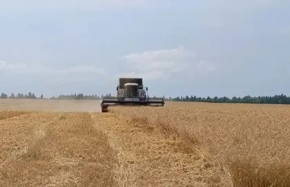 Уборочная кампания стартовала в Нижегородской области В 16 округах региона приступили к уборке озимой пшеницы