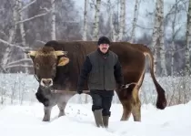 Матвеев Владимир Иванович – опытный животновод в ООО «Нижегородское» по племенной работе.