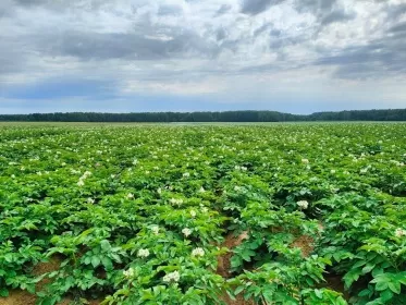 Гранты «Агростартап» на 93 млн рублей получили 18 нижегородских фермеров